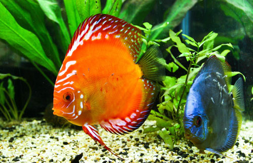 居家養魚風水講究，怎麽養魚招財運？