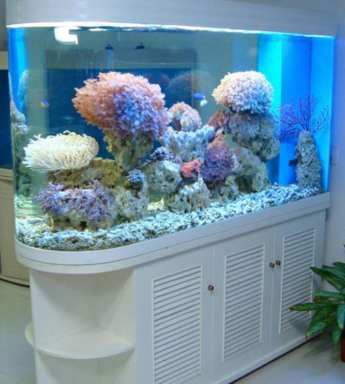 居家養魚風水講究，怎麽養魚招財運？
