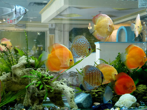 居家養魚風水講究，怎麽養魚招財運？