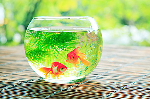 居家養魚風水講究，怎麽養魚招財運？